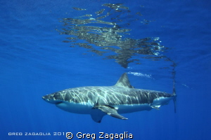 Isla Guadalupe - Home of the Great White. by Greg Zagaglia 